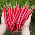 long dry redchilies for food seasoning guihzou chilies